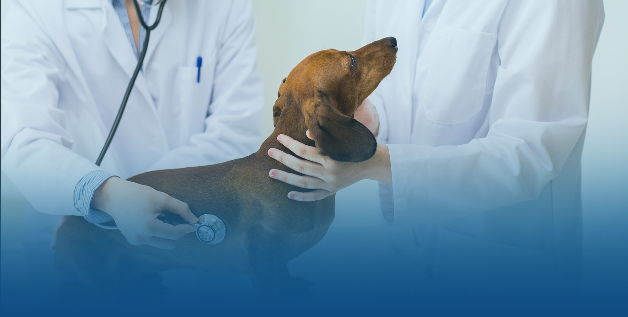 Bada Animal Hospital