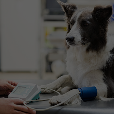 Wellness & Health Check-ups