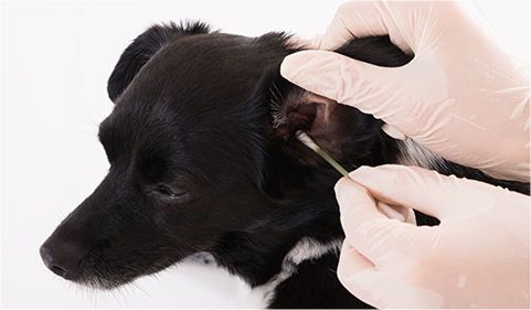 Ear cleaning & care