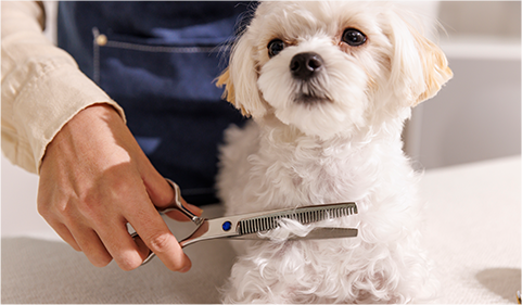 Coat trimming & hygiene cuts